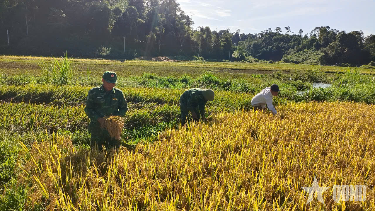 Bộ đội Biên phòng giúp người dân thu hoạch vụ mùa